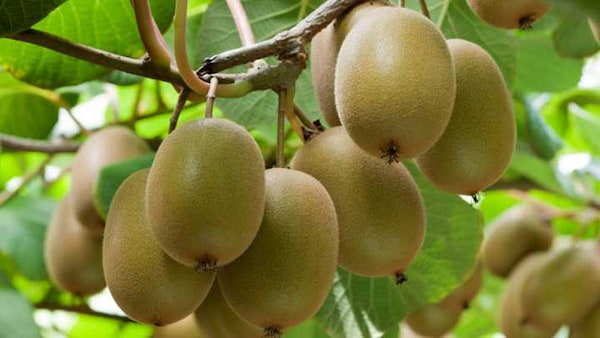 تصویر 4 از قیمت خرید کیوی استوایی اعلا با فروش عمده